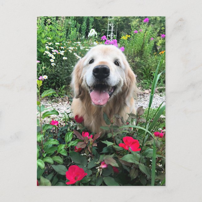 Carte Postale Chien doré souriant parmi les fleurs Blank (Devant)
