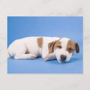 Carte Postale Chien dormant