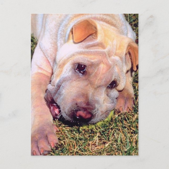 Carte Postale Chien drôle (Devant)