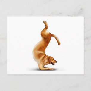 Carte Postale Chien drôle