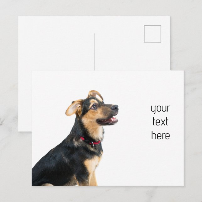 Carte Postale Chien drôle chiot (Devant / Derrière)