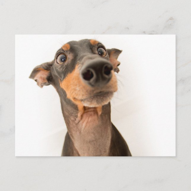 Carte Postale Chien drôle mignon Doberman chiot (Devant)