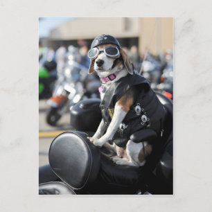 Carte Postale Chien drôle sur la photo de moto