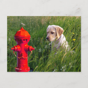 Carte Postale Chien en campagne avec coupe-feu