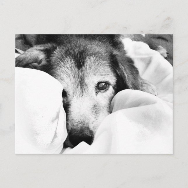 Carte Postale chien endormi sur le lit câlin noir blanc (Devant)