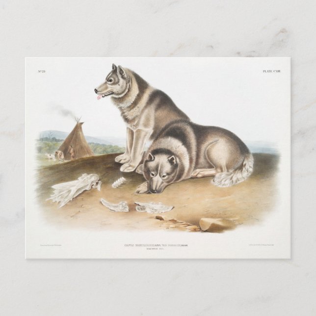 Carte Postale Chien Esquimaux (Canis familiaris) de l'Amérique d (Devant)