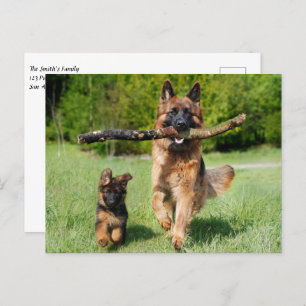 Carte Postale Chien et chiot allemands gonflés