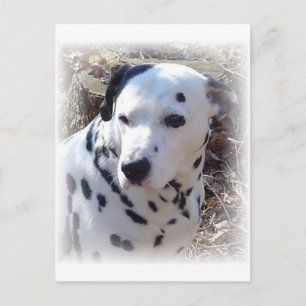 Carte postale Chien-Feu Dalmatien