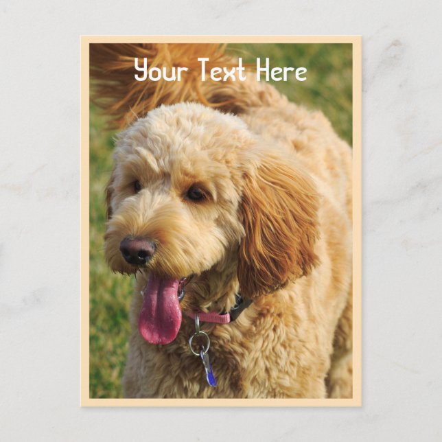 Carte Postale Chien Goldendoodle personnalisé (Devant)
