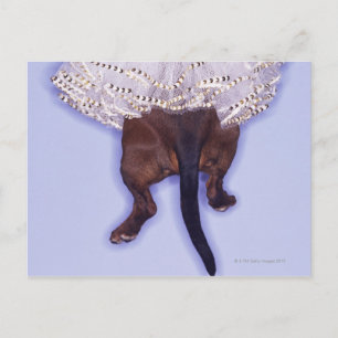Carte Postale Chien habillé