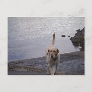 Carte Postale Chien jaune sur le quai Jaune Labrador récupérateu