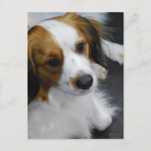 Carte postale Chien Kooikerhondje
