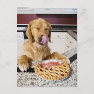 Carte Postale Chien lécher le nez après avoir mangé la tarte cer