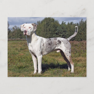 Carte Postale chien léopard catahoula louisiana