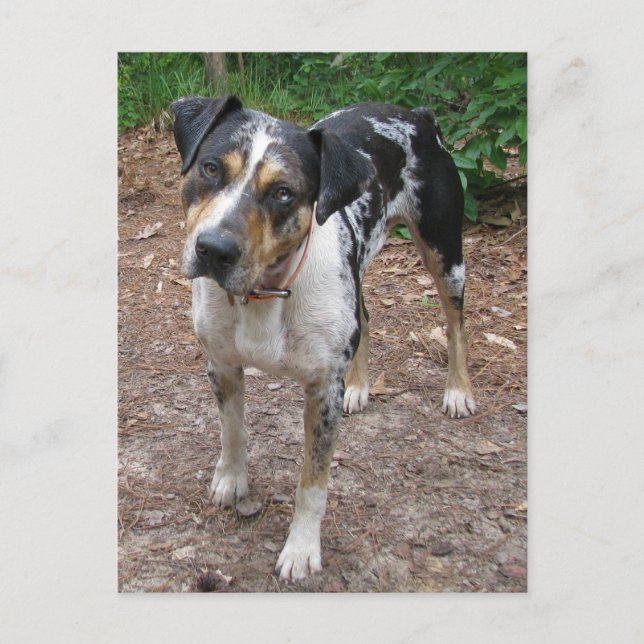 Carte Postale Chien Léopard de Louisiane (Devant)