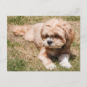 Carte Postale Chien Lhasa Apso
