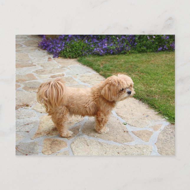 Carte Postale Chien Lhasa Apso dans un jardin (Devant)