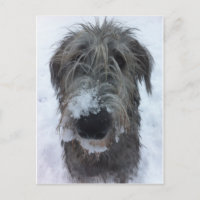 chien-loup irlandais jouant dans la neige