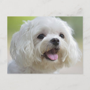 Carte Postale Chien maltais blanc