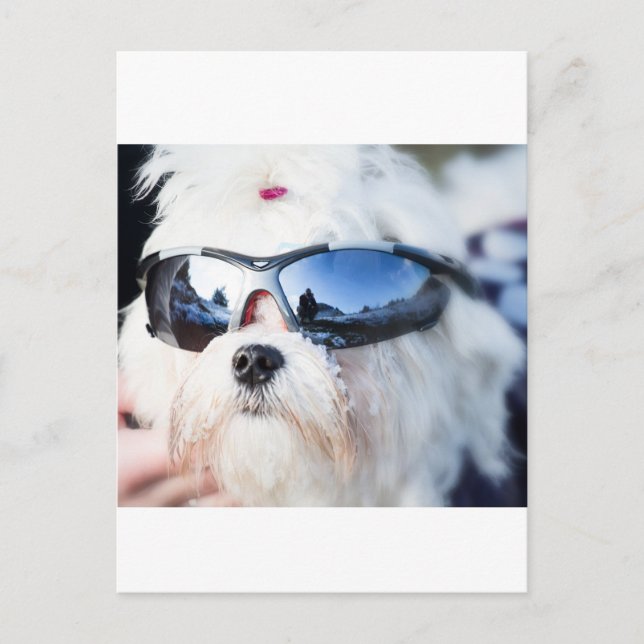 Carte Postale Chien maltais mignon (Devant)