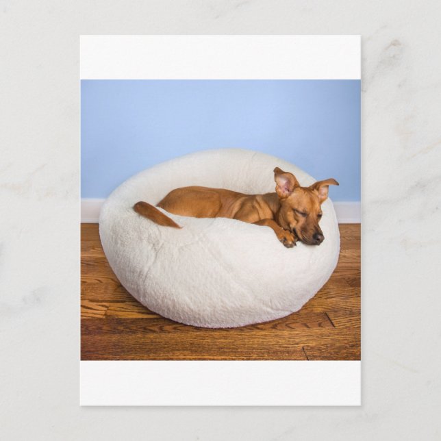 Carte Postale Chien mignon (Devant)