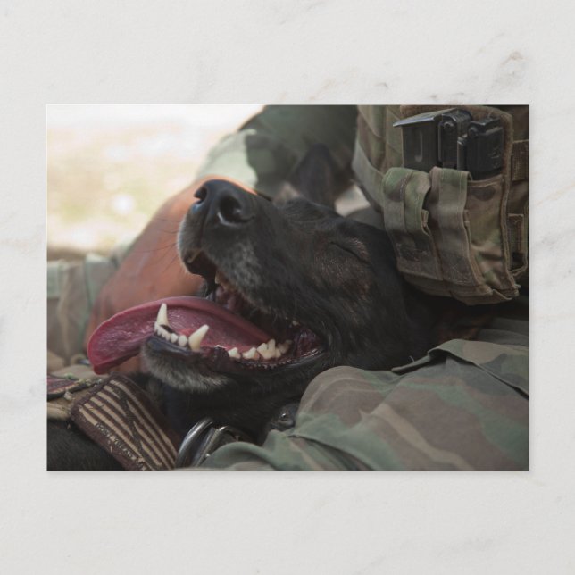 Carte Postale Chien militaire allemand berger souriant (Devant)