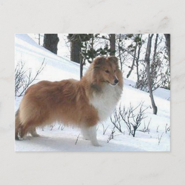 Carte Postale chien-mouton shetland (Devant)