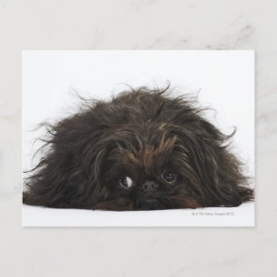 Carte Postale Chien pekingese noir allongé