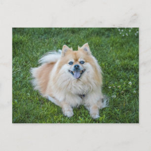 Carte Postale Chien Pomeranian Sable Crème