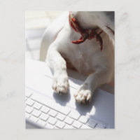 Chien posant ses mains sur un ordinateur portable