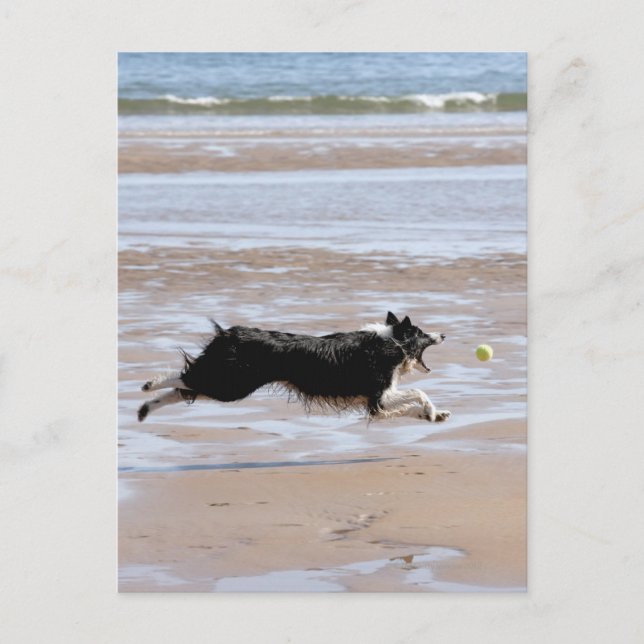 Carte Postale Chien pourchassant une balle à la plage (Devant)