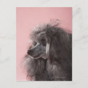 Carte Postale Chien regardant loin