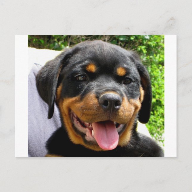 Carte Postale Chien Rottweiler (Devant)