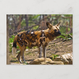 Carte Postale Chien sauvage africain 1932