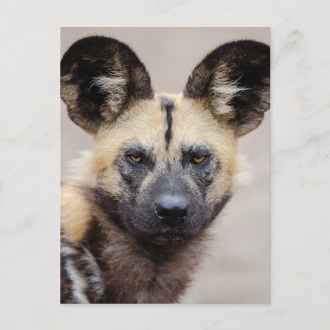 Carte Postale Chien sauvage africain (Chien peint) (Devant)