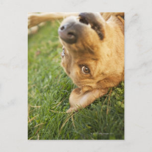 Carte Postale Chien se roulant sur le dos