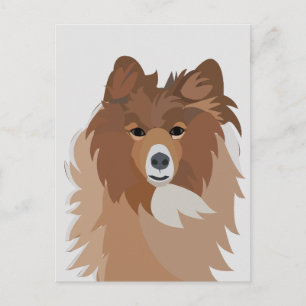 Carte Postale Chien Sheltie