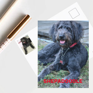 Carte Postale Chien Shepadoodle noir photographique
