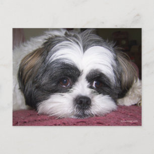 Carte Postale Chien Shih Tzu