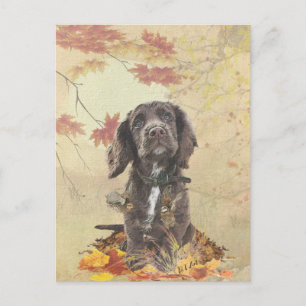 Carte Postale Chien spaniel spaniel cocker au chocolat