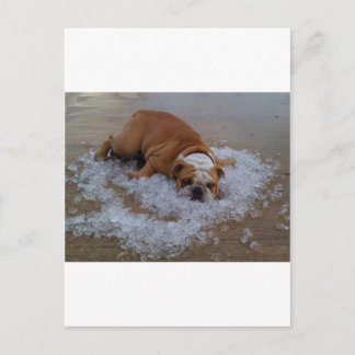 Carte Postale chien sur la glace, barrage je suis chaud
