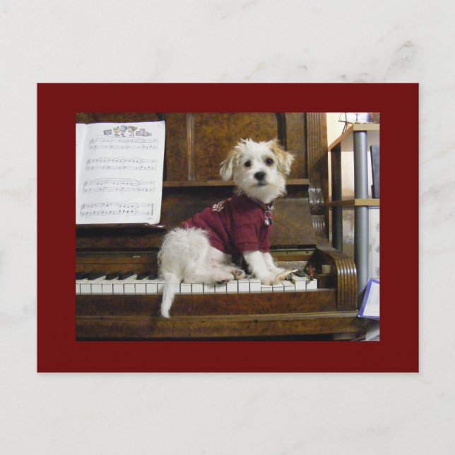 Carte Postale Chien sur le piano (Devant)