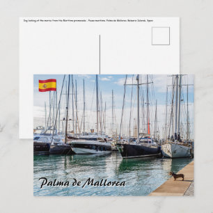 Carte Postale Chien sur Paseo maritimo - Palma de Mallorca