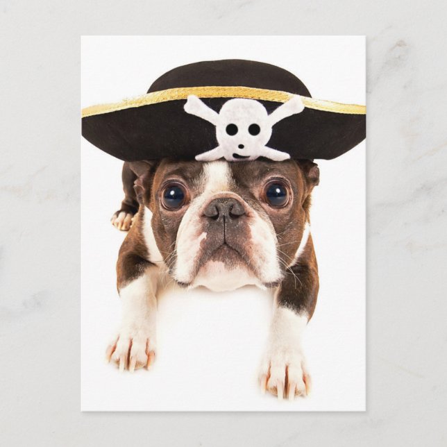 Carte Postale Chien Terrier De Boston Habillé Comme Un Pirate (Devant)