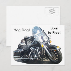 Carte Postale Chien Terrier Russell Hog Moto Né Pour Rouler