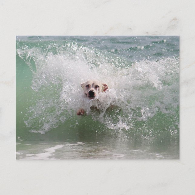 Carte Postale Chien traversant Ocean Wave, Surf, Plage (Devant)