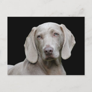 Carte Postale Chien Weimaraner Animal Canine Portrait