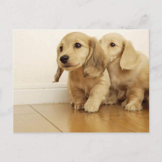 Carte Postale Chiens (Devant)