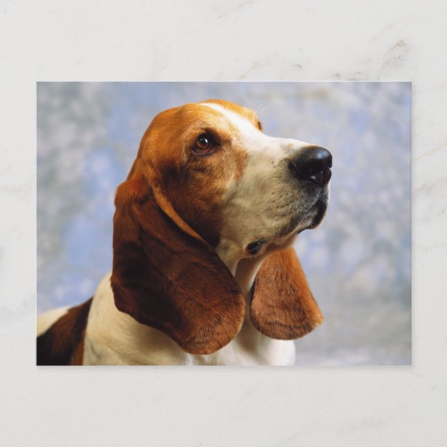 Carte Postale Chiens (Devant)