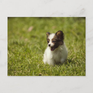 Carte Postale Chiens